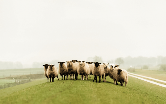 Bilder der Einheit – Bibelgespräch 10. November 2018